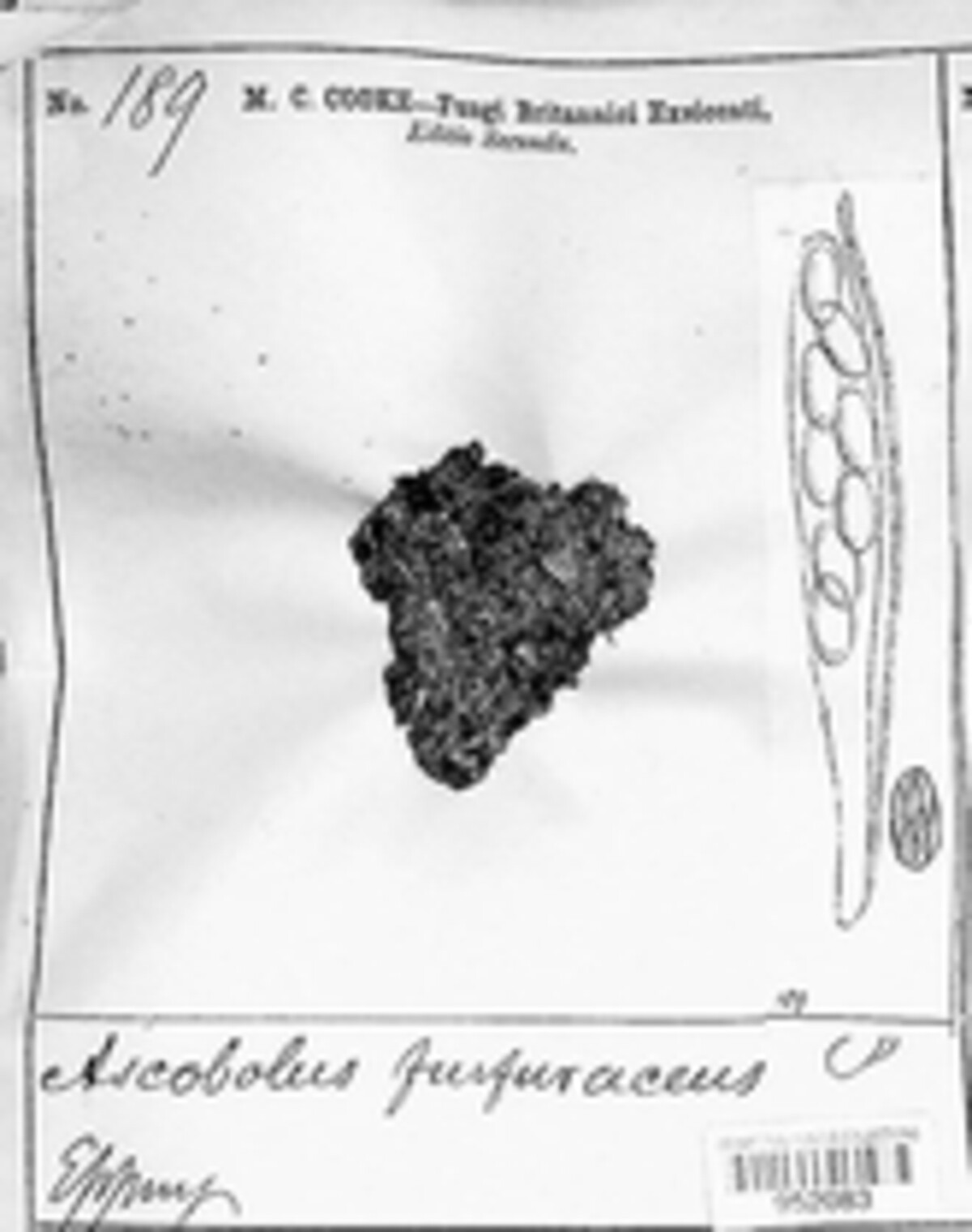 Ascobolus purpurascens image